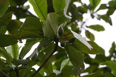 Terminalia procera